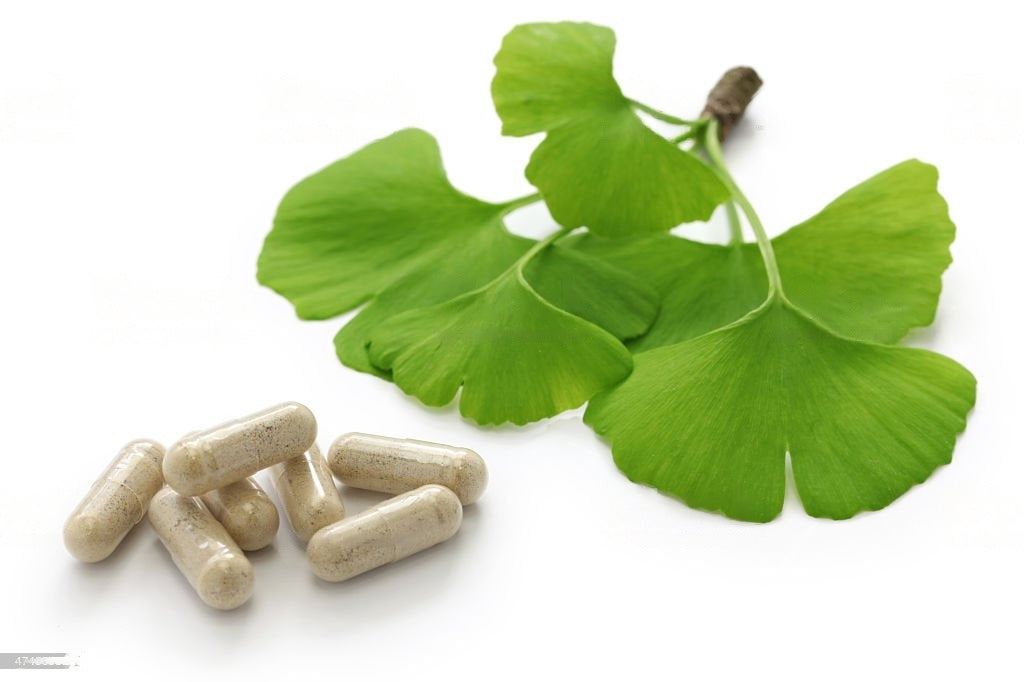 Fresh Ginkgo Biloba leaves, a vital ingredient in Erectimus supplement