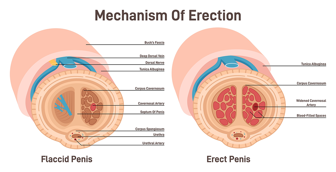 A diagram of a flaccid penis and an erect penis showing the effects of extra blood supply to the penis