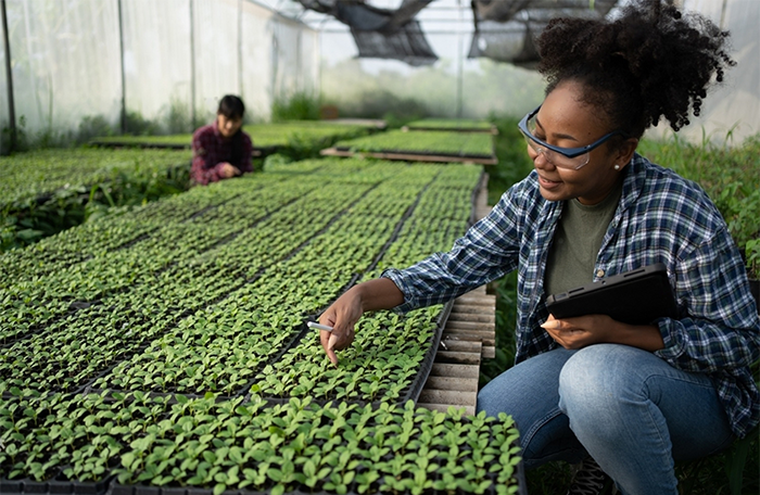 Image of Erectimus orgainc herb farming chief agriculturalist at work