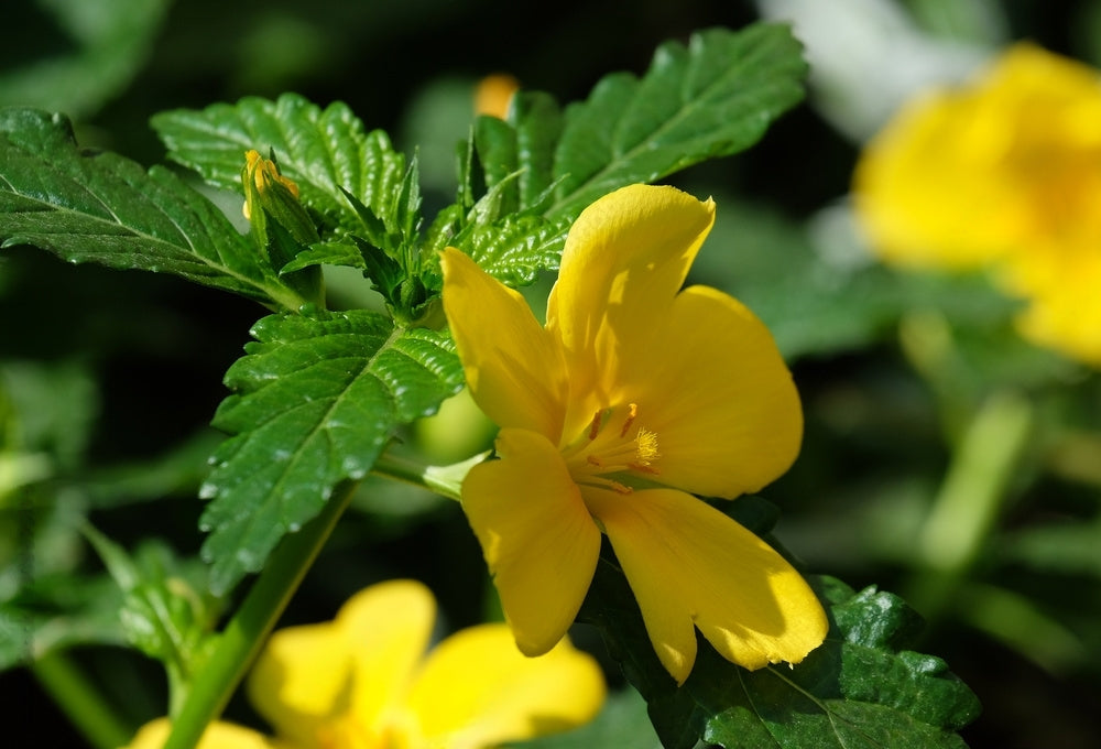 Vivid image of Damiana, an essential ingredient in the Erectimus supplement