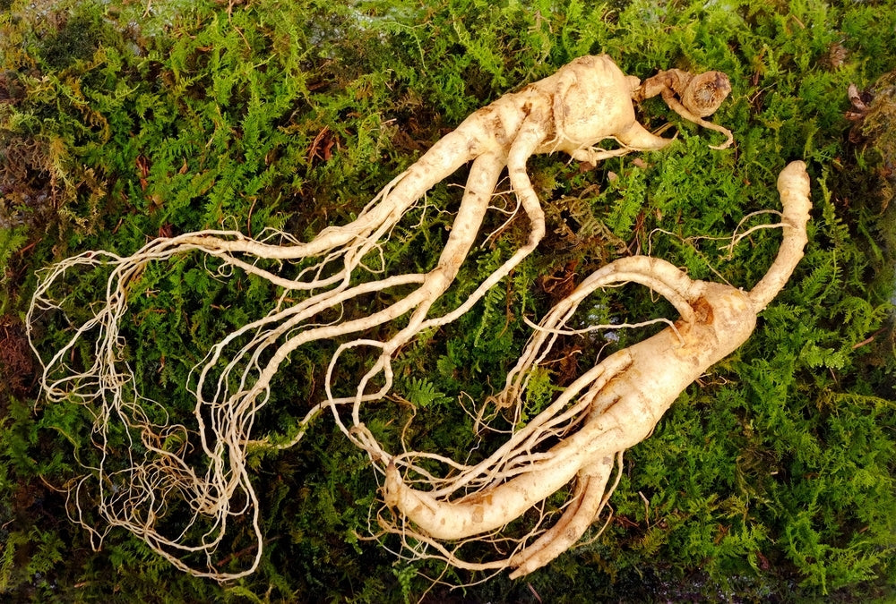 Detailed view of Ginseng, a crucial ingredient in Erectimus supplement