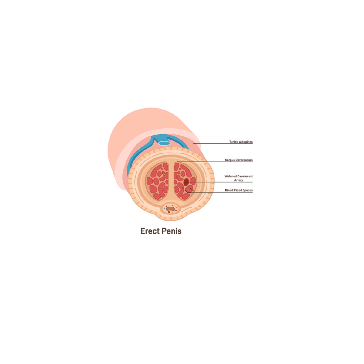 Diagram illustrating how Erectimus functions on an erect penis.