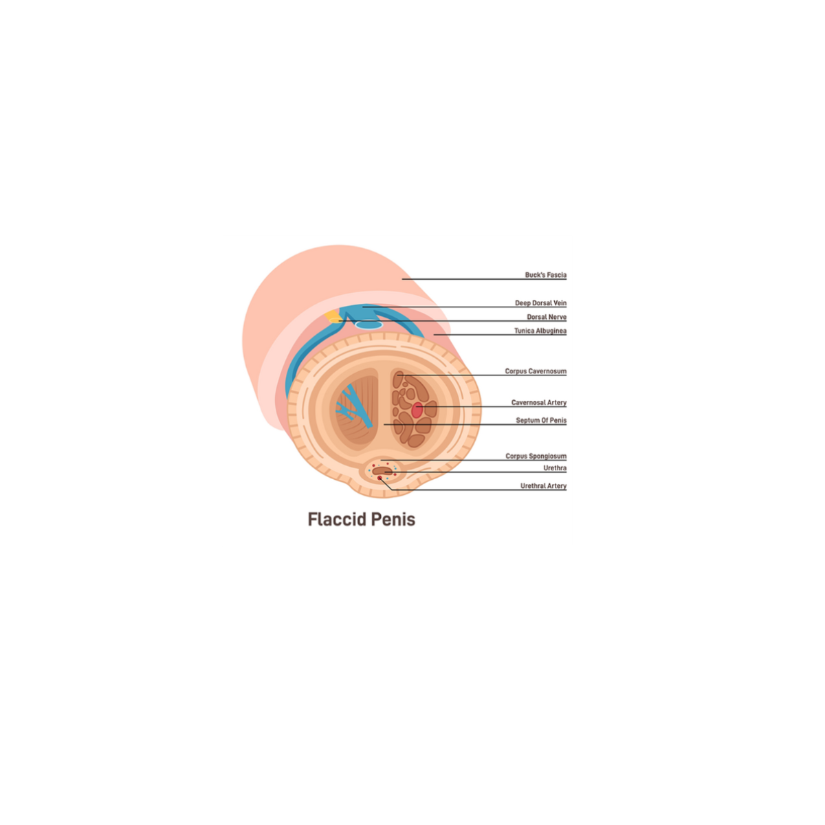 Diagram illustrating how Erectimus functions on a flaccid penis.