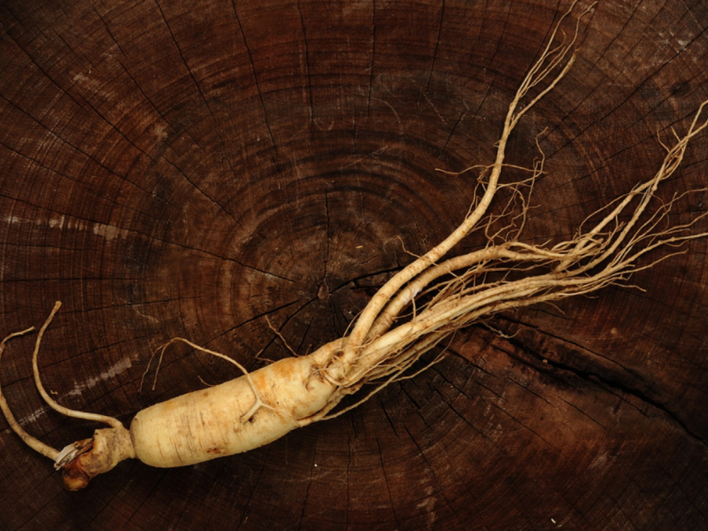 Fresh Panax Ginseng root on a dark wood surface, one of the four plant-based herbal ingredients in Erectimus